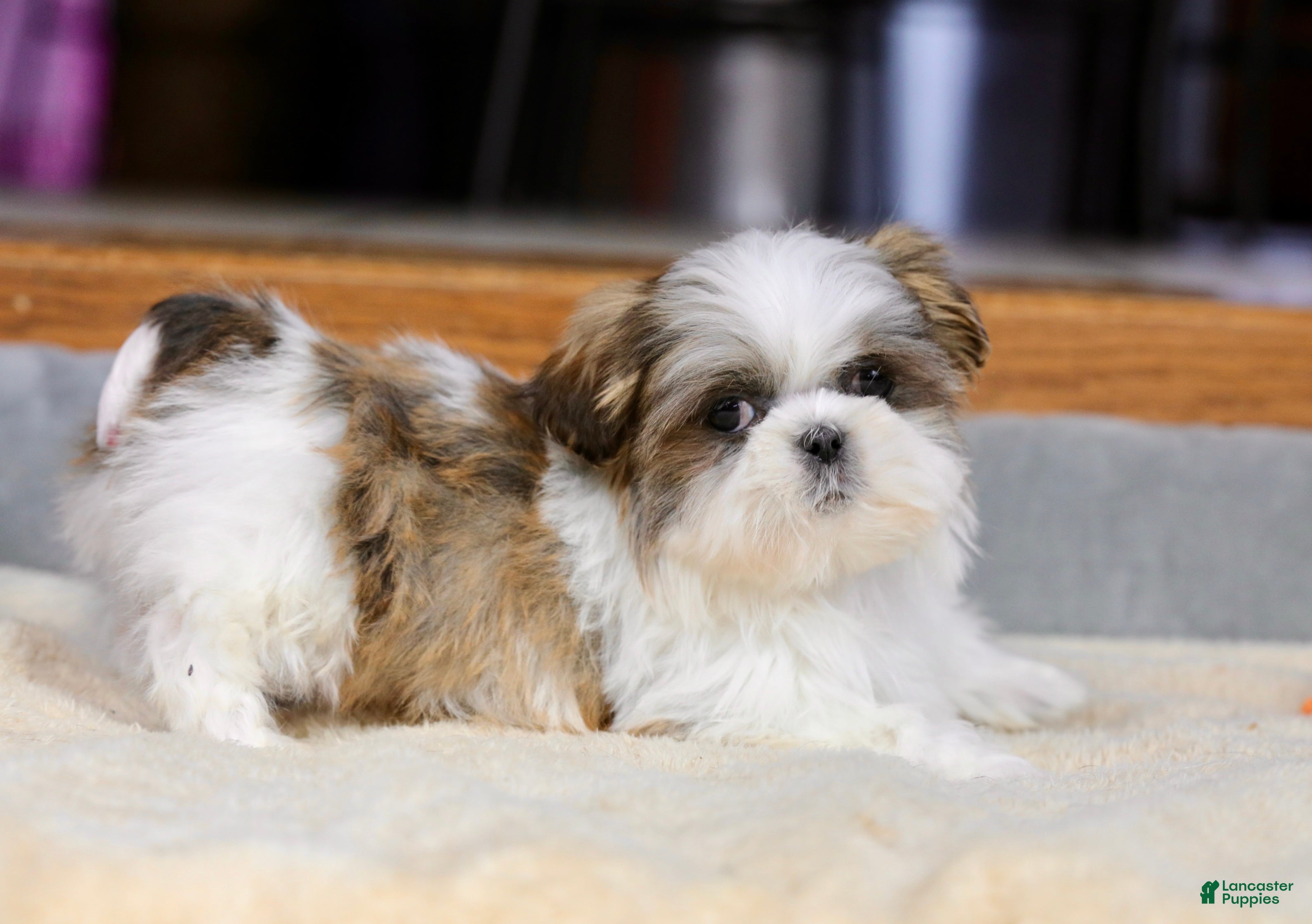 Shih Tzu dogs Wylee - Ad 1