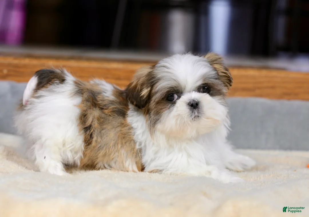 Shih Tzu dogs for sale: Wylee - Ad 13