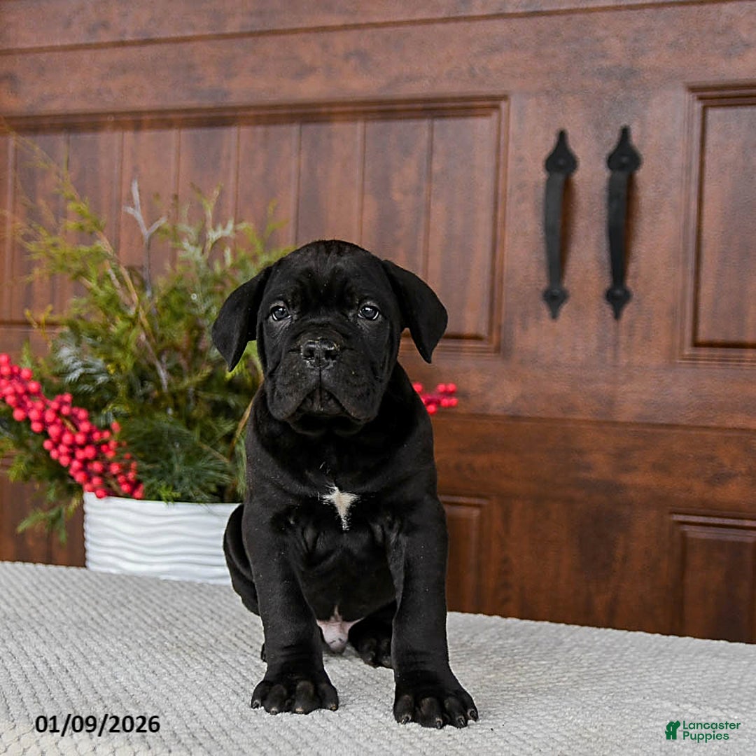 Cane Corso dogs for sale: Toby - Ad 4