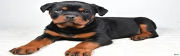 Rottweiler dogs for sale: Patsy - Ad 1