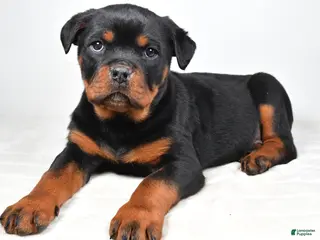 Rottweiler dogs Patsy - Ad 15