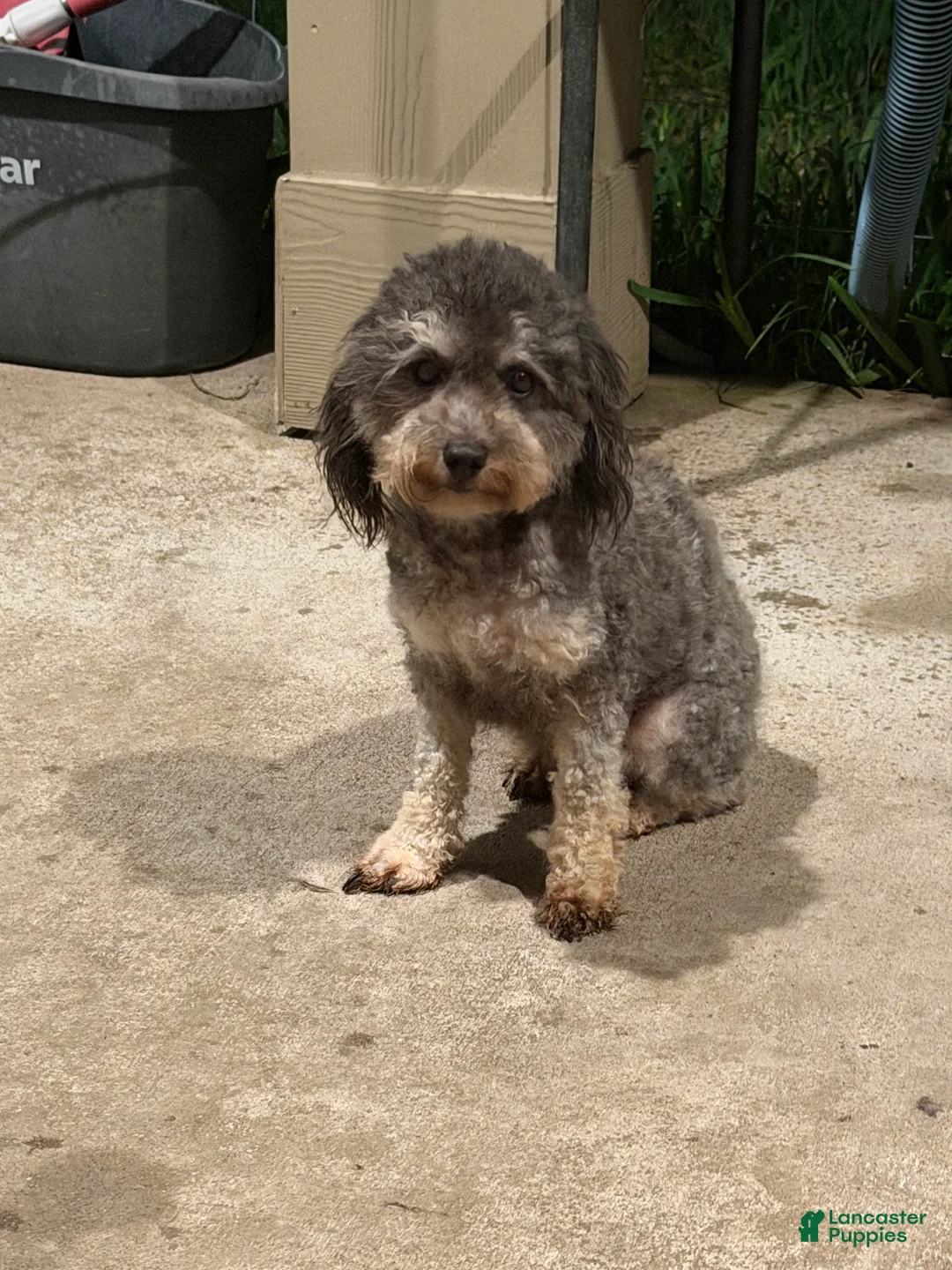 Toy Poodle dogs for sale: Toy Poodle Puppy 1 - Ad 10