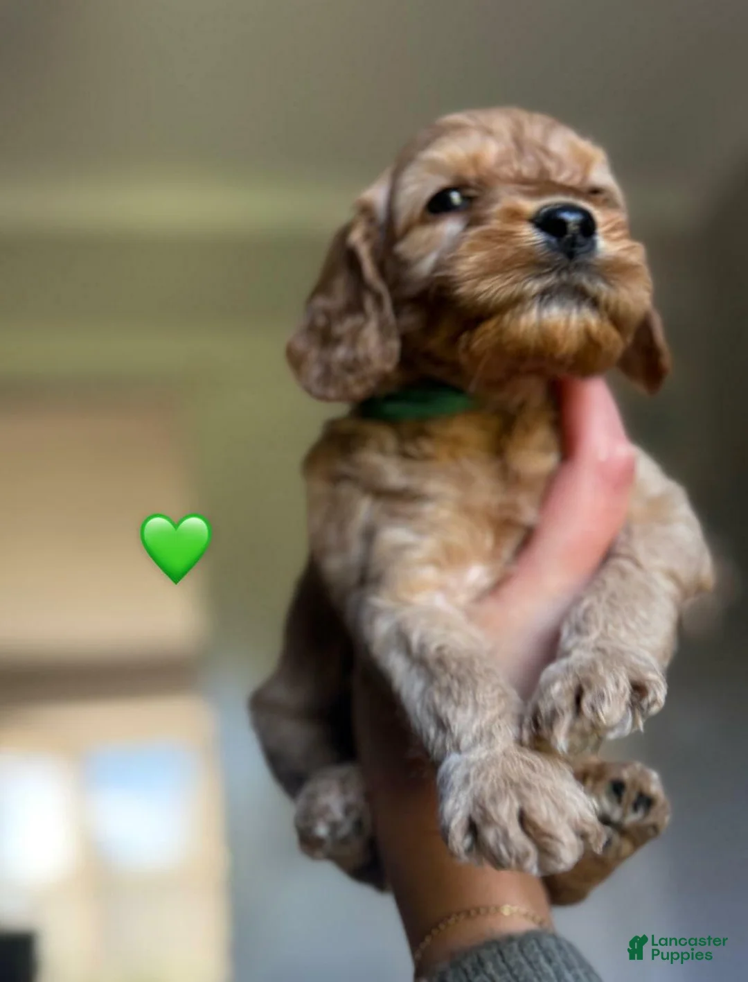 Cavapoo dogs for sale: Britney  - Ad 1