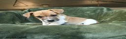 Jack Russell Terrier dogs for sale: Edgar - Ad 2