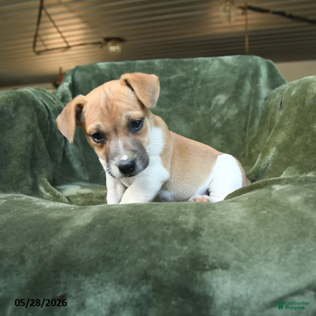 Jack Russell Terrier dogs for sale: Edgar - Ad 2