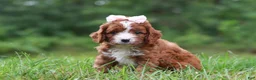 Cavapoo dogs for sale: Wilma - Ad 3