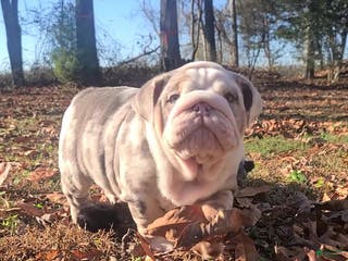 English Bulldog dogs English Bulldog litter of 3 puppies - Ad 42