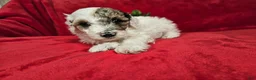 Mini Goldendoodle dogs for sale: Sage - Ad 15
