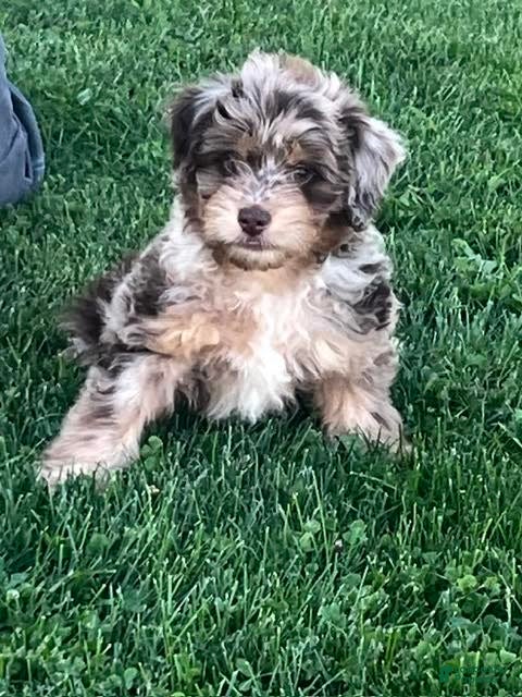 Mini Aussiedoodle dogs Bramble Mini Aussiedoodle  - Ad 1