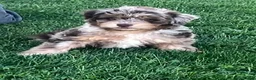 Mini Aussiedoodle dogs for sale: Bramble Mini Aussiedoodle  - Ad 1