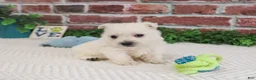 West Highland Terrier dogs for sale: Lance  - Ad 6