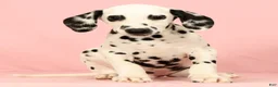 Dalmatian dogs for sale: Roscoe - Ad 3