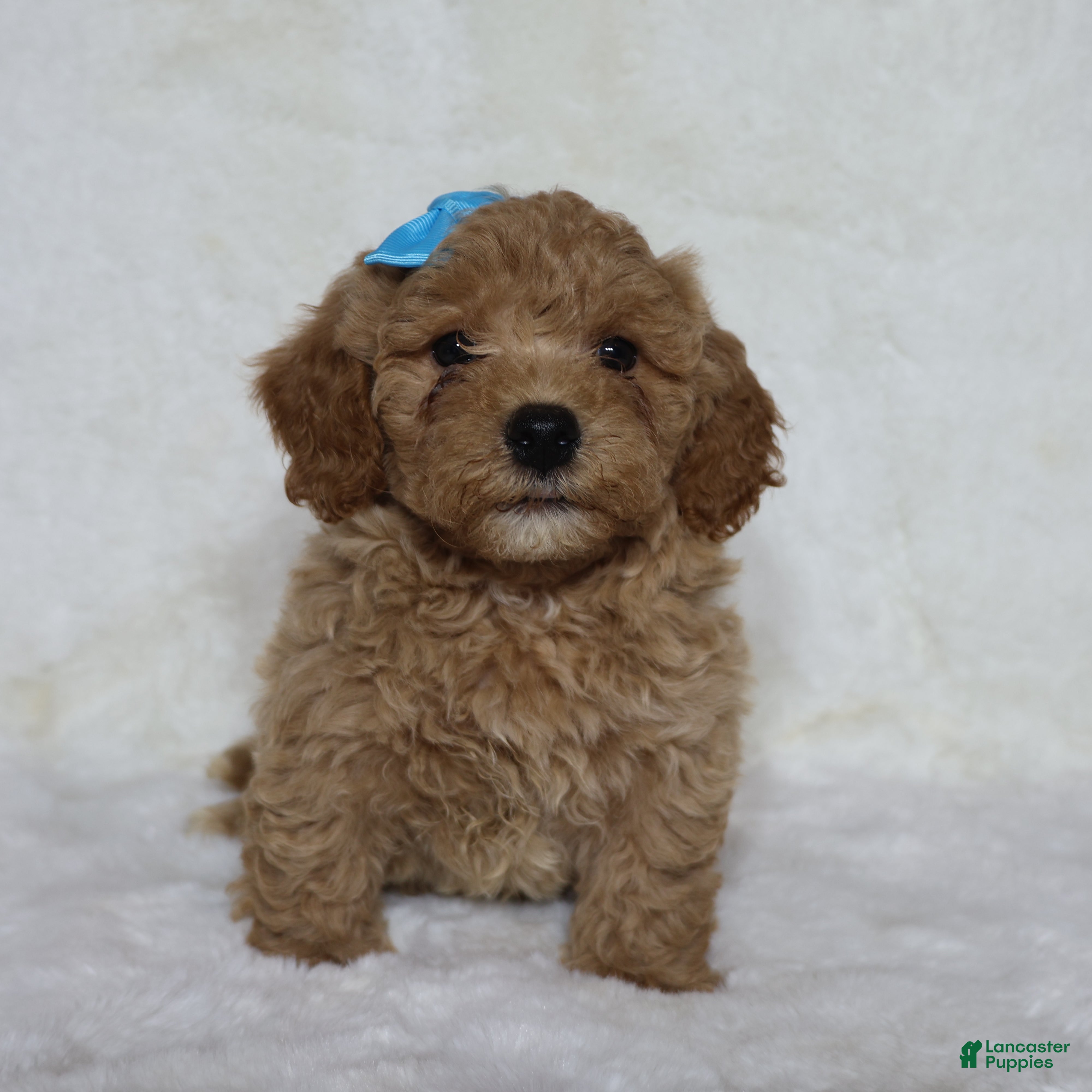 Mini Goldendoodle dogs Tucker - Ad 1