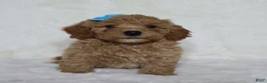 Tucker