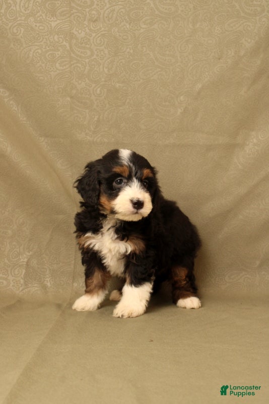Mini Bernedoodle dogs for sale: Buttercup - Ad 3