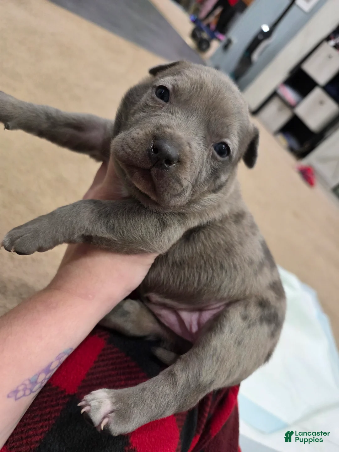 American Staffordshire Terrier dogs for sale: American Staffordshire Terrier Puppy 4 - Ad 5
