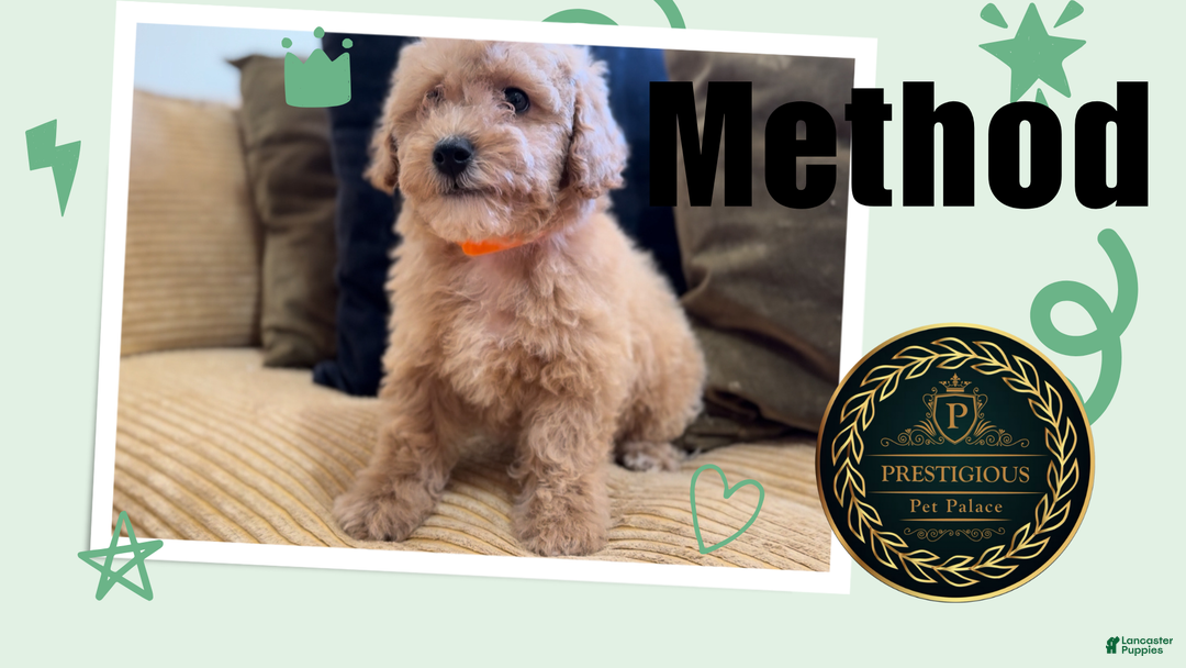 Maltipoo Dogs Reputable Maltipoo Breeders Full Grown Apricot