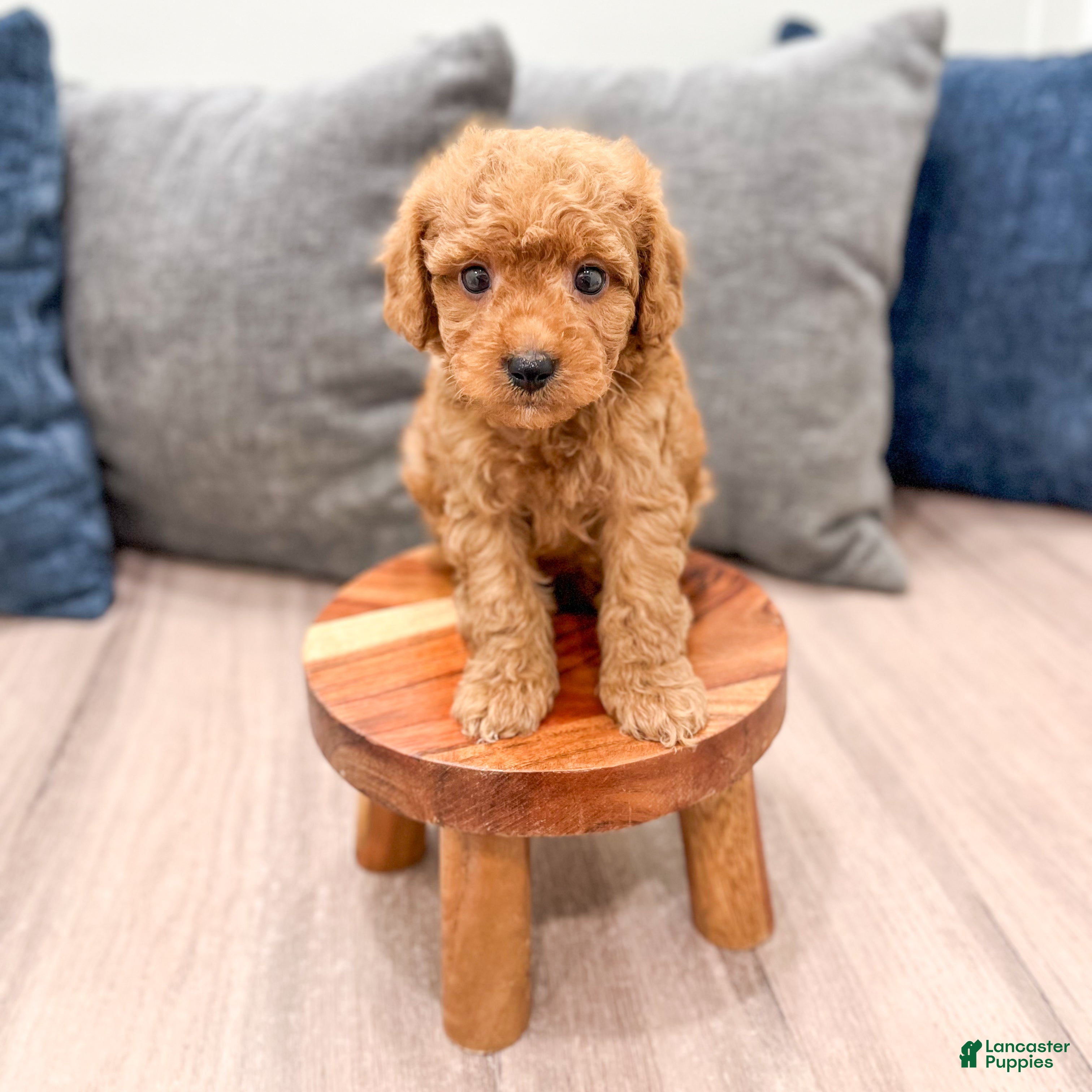 Mini Goldendoodle dogs Jack - Ad 2