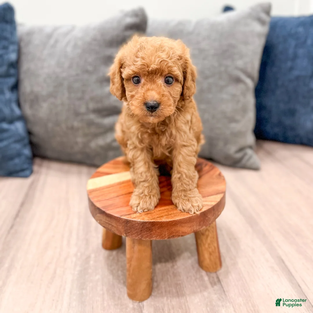 Mini Goldendoodle dogs for sale: Jack - Ad 2