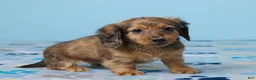 Miniature Dachshund dogs for sale: Luna - Ad 3