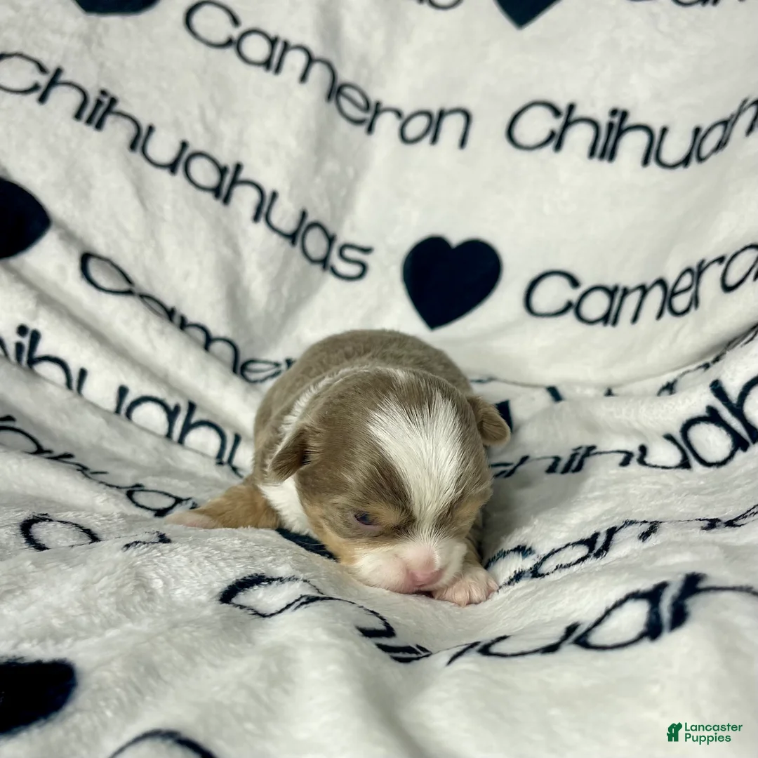 Chihuahua dogs for sale: Graham Lavender Long Coat - Ad 7