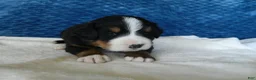 Bernese Mountain Dog dogs for sale: Bear - Ad 5