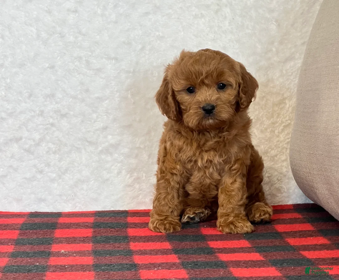 Cavapoo dogs for sale: Casey - Ad 12