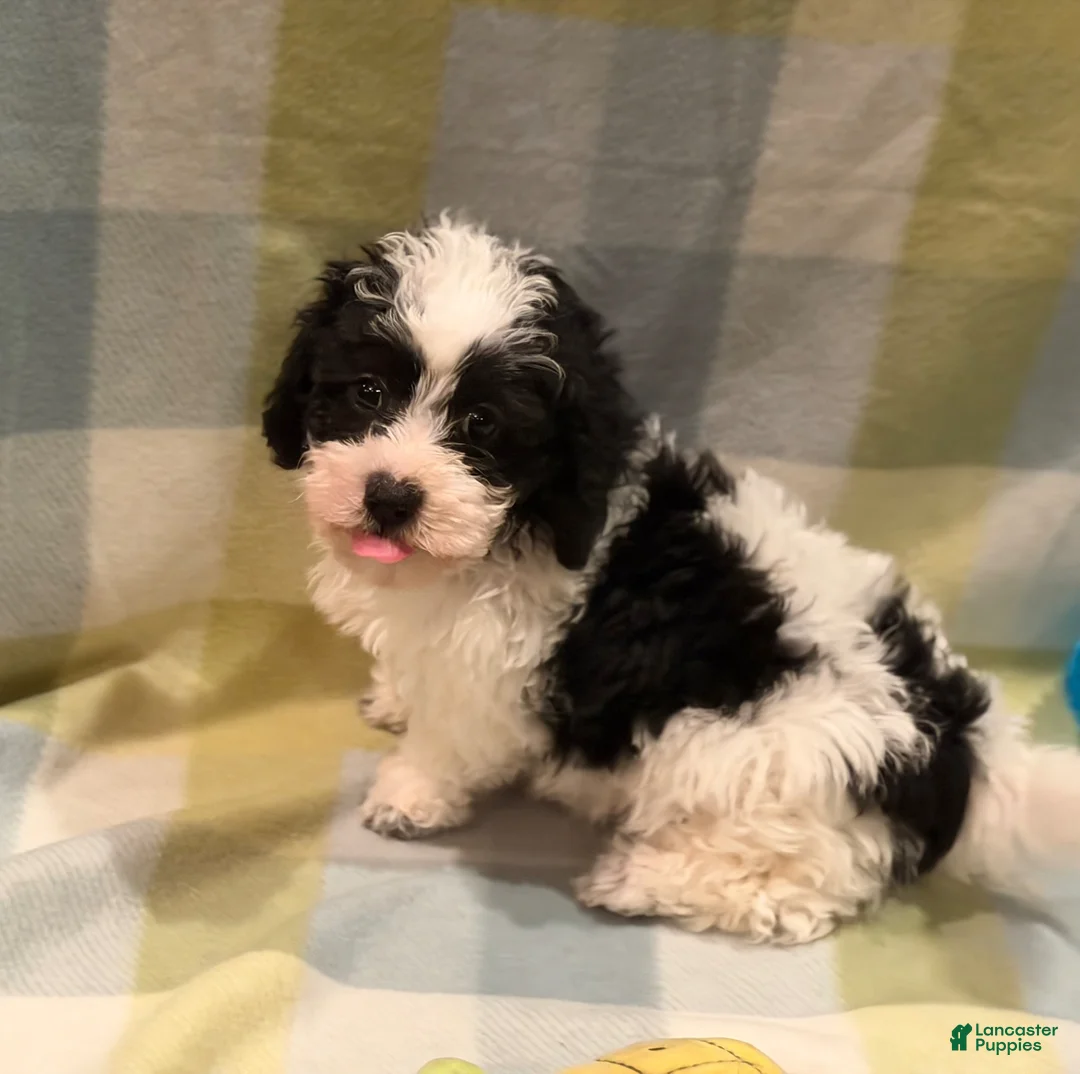 Havapoo dogs for sale: Havapoo Billy - Ad 1