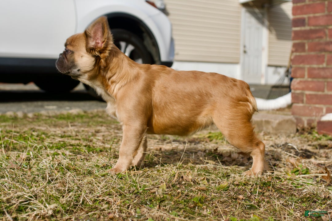 French Bulldog dogs for sale: French Bulldog Puppy 5 - Ad 5