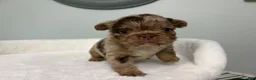 French Bulldog dogs for sale: French Bulldog 1 - Ad 6