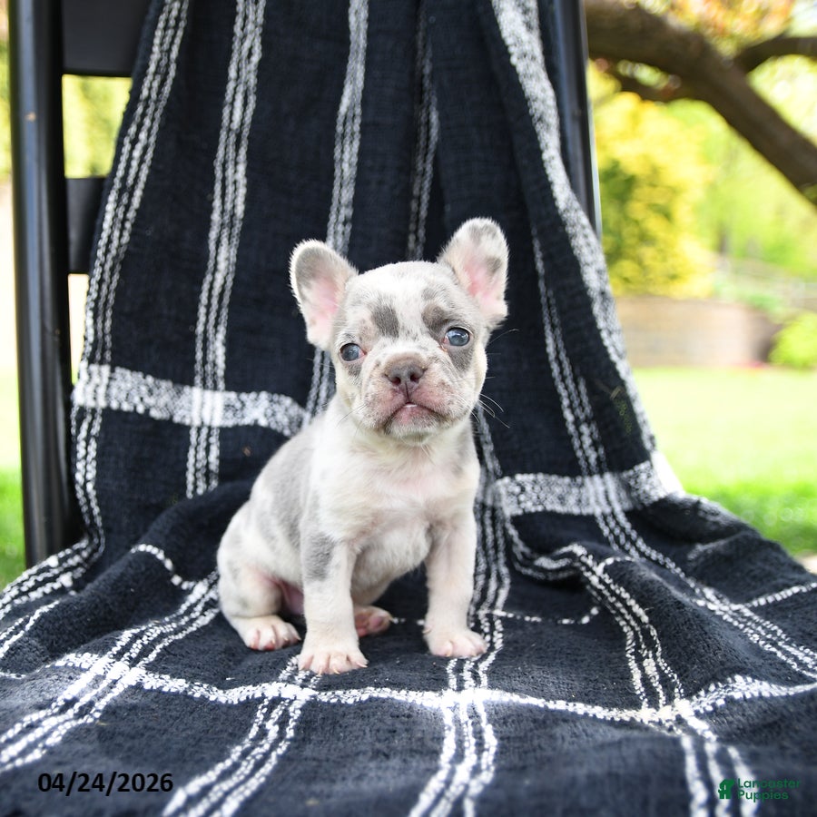 French Bulldog dogs for sale: Rolo - Ad 1