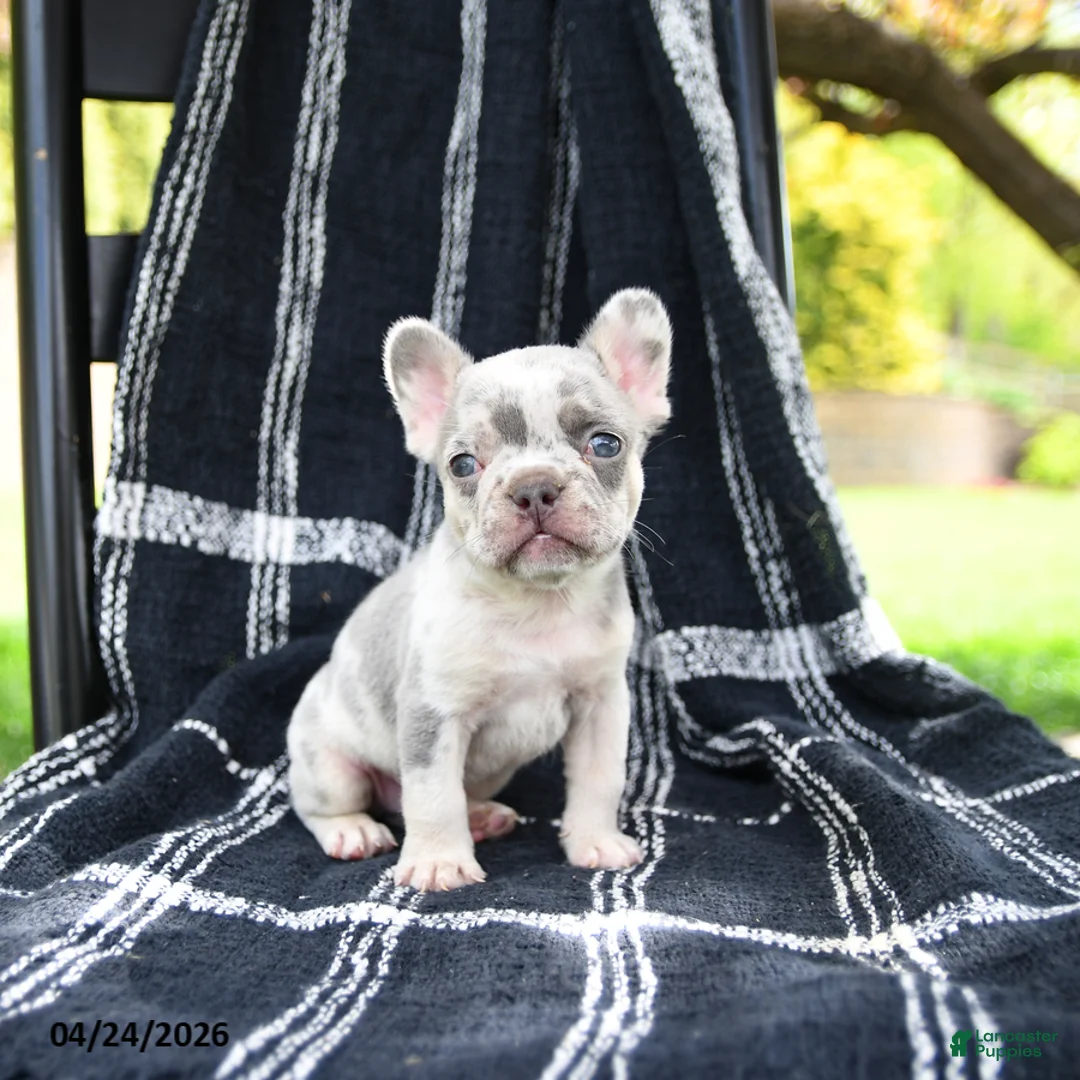 French Bulldog dogs for sale: Rolo - Ad 1