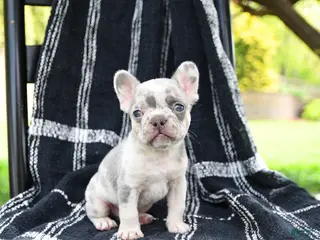 French Bulldog dogs for sale: Rolo - Ad 1