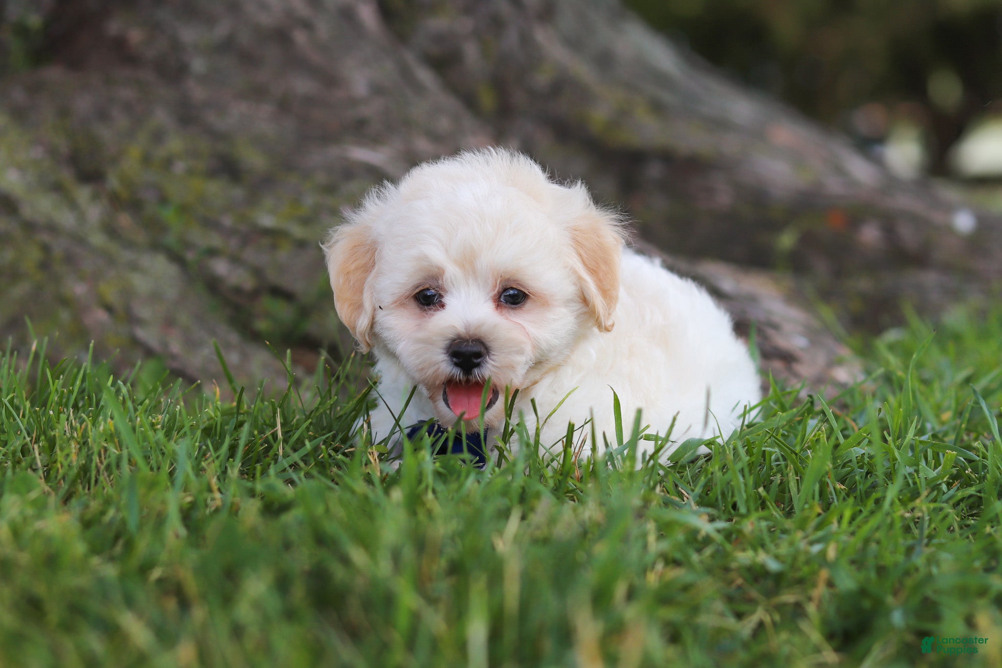 Maltipoo dogs Marshmellow - Ad 2