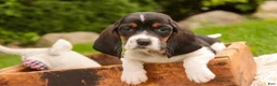 Basset Hound dogs for sale: Millicent - Ad 3