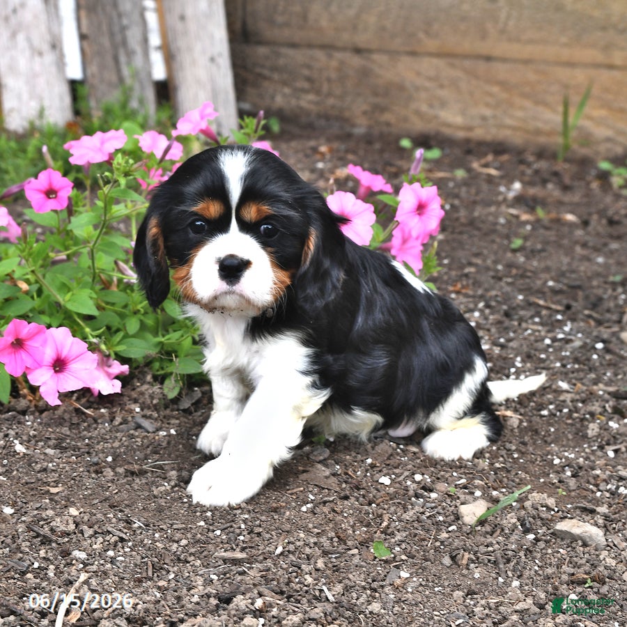 Cavalier King Charles Spaniel dogs for sale: Chester - Ad 1