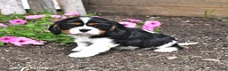 Cavalier King Charles Spaniel dogs for sale: Chester - Ad 1