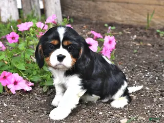 Cavalier King Charles Spaniel dogs for sale: Chester - Ad 1