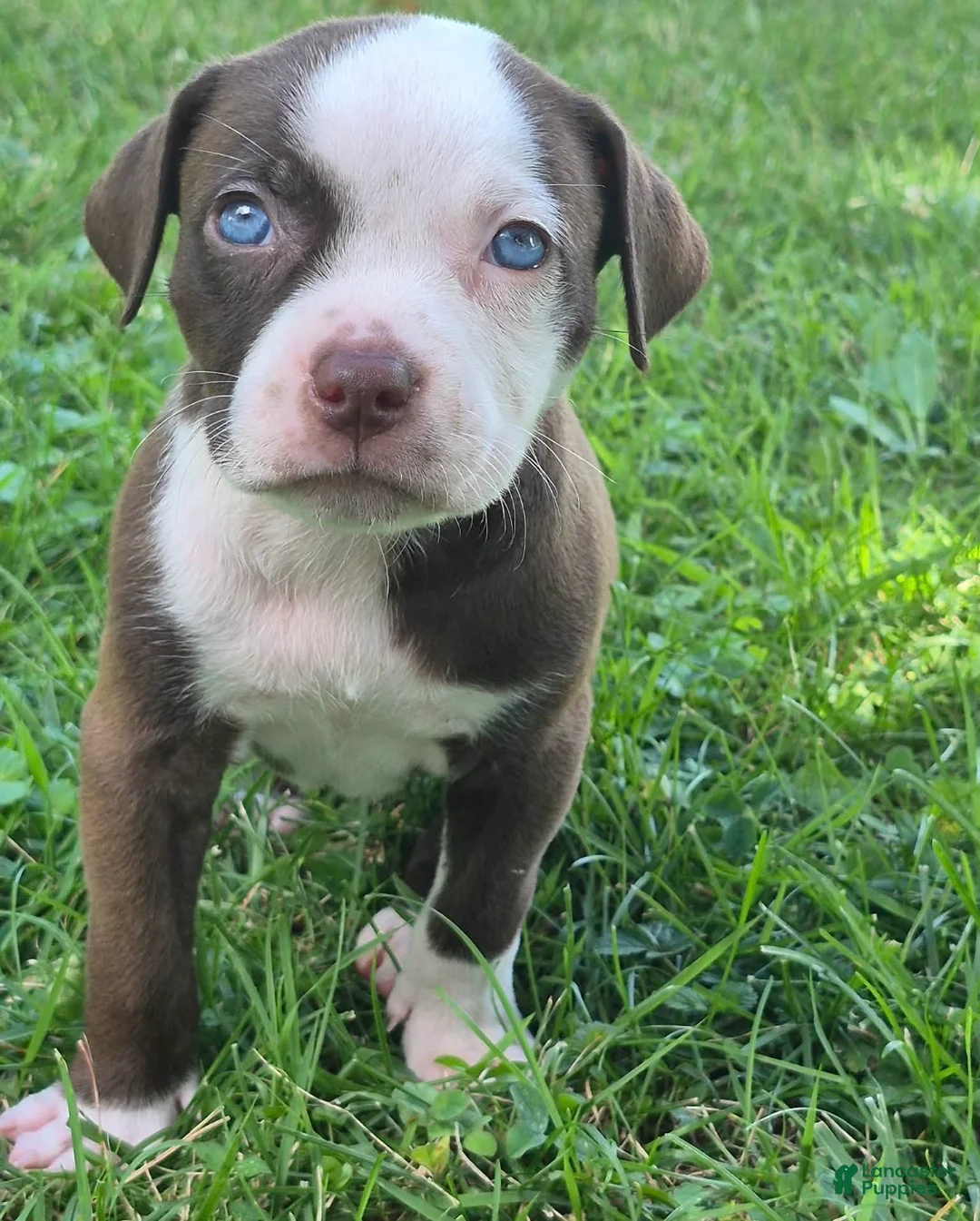 American Bully dogs for sale: Louis V - Ad 2