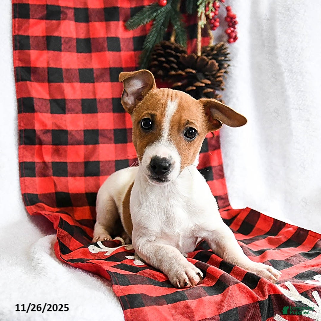 Jack Russell Terrier dogs for sale: Rover  - Ad 3