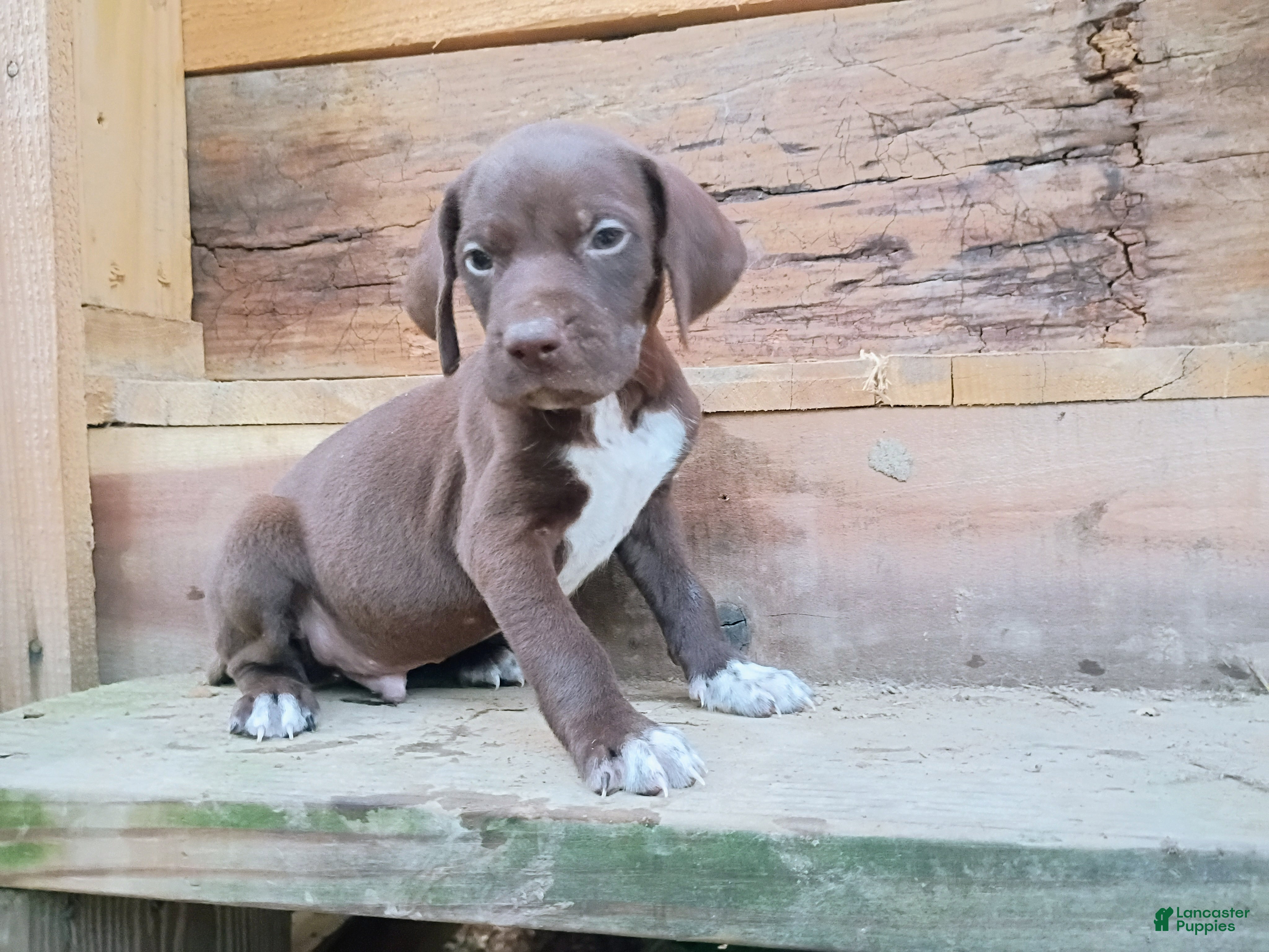 German Shorthaired Pointer dogs German Shorthaired Pointer 1 - Ad 38