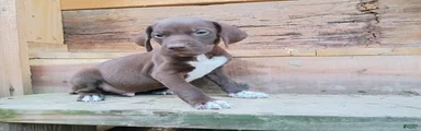 German Shorthaired Pointer 1