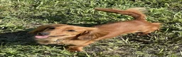Miniature Dachshund dogs for sale: Alphonse - Longhaired - Ad 7