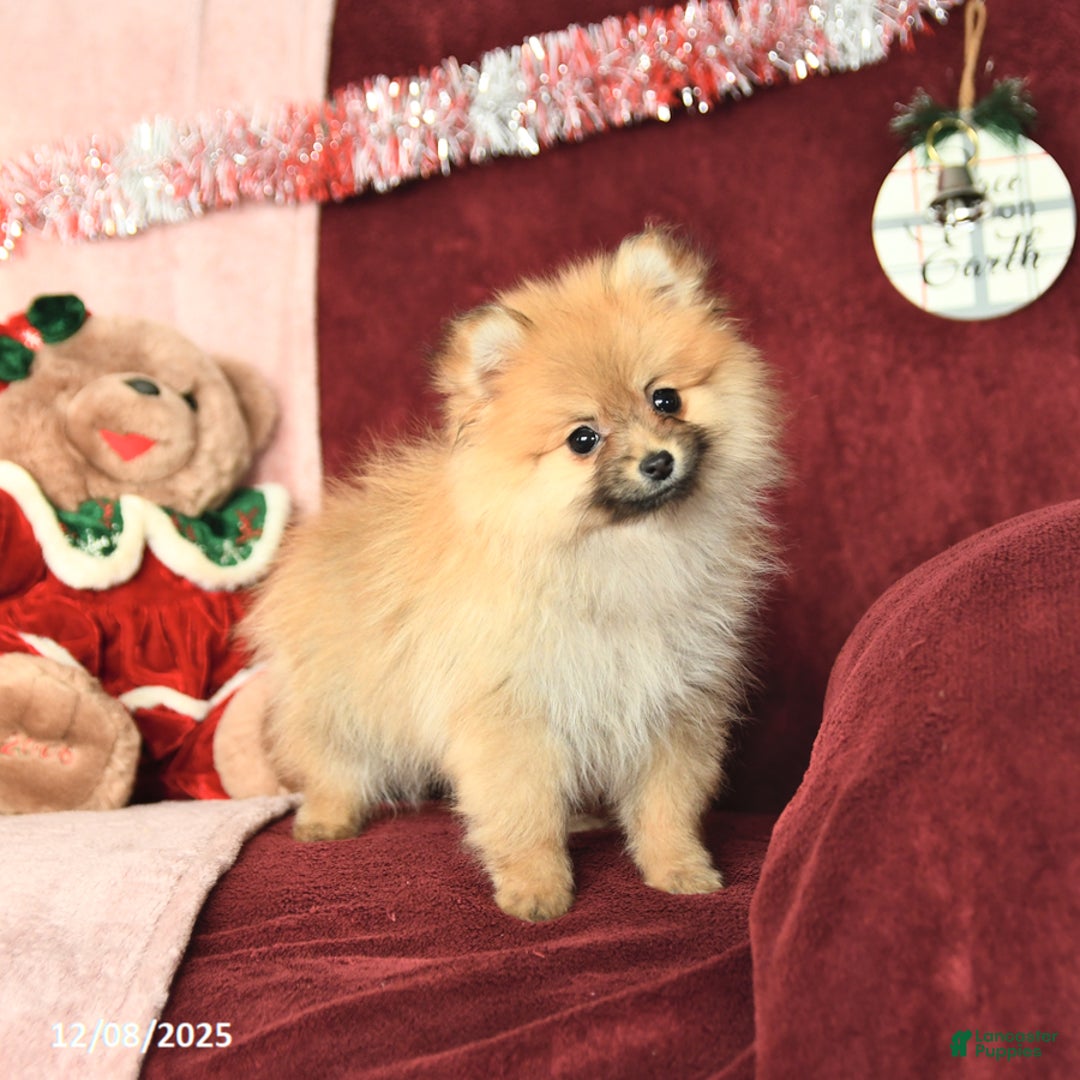 Pomeranian dogs for sale: Pansy - Ad 5