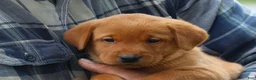 Labrador Retriever dogs for sale: Harvest - Ad 4