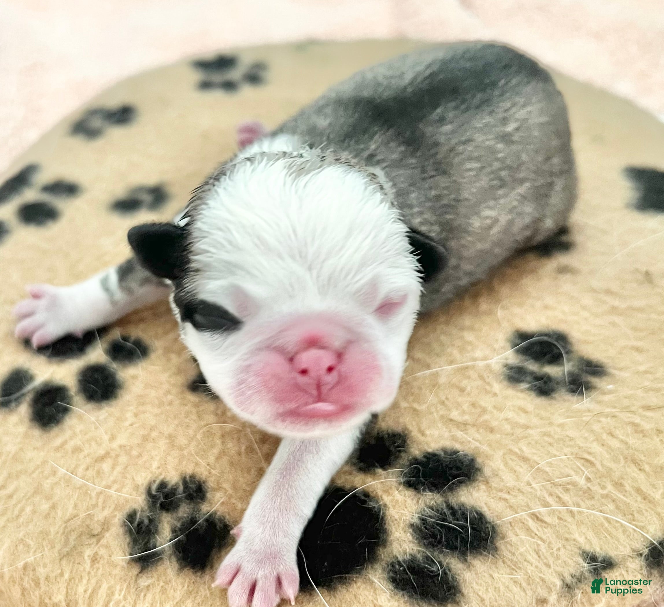 Pug dogs Panda fawn/white male 2 - Ad 27