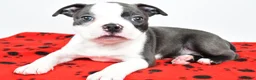 Boston Terrier dogs for sale: Tanner - Ad 5