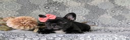 French Bulldog dogs for sale: Nadia - Ad 29
