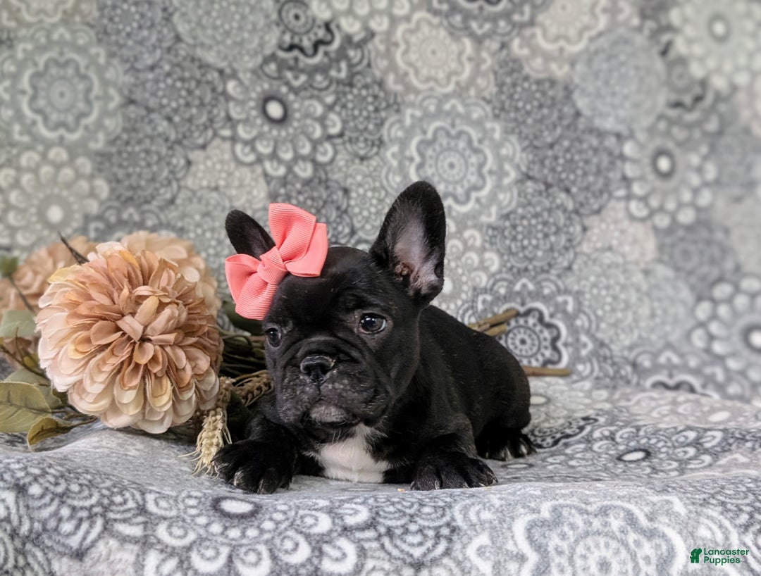 French Bulldog dogs for sale: Nadia - Ad 29