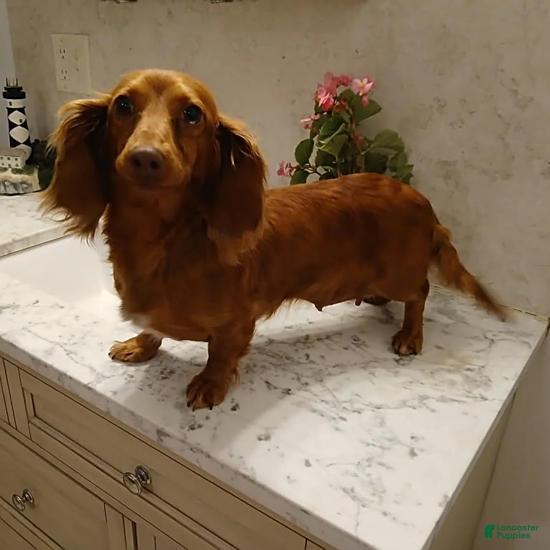 Miniature Dachshund dogs for sale: Darling - Ad 3